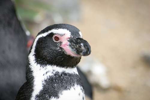 Penguin Animal Black White Bird Zoo Water Bird