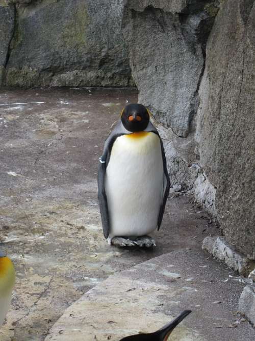 Penguin Animal Wild Wildlife Nature