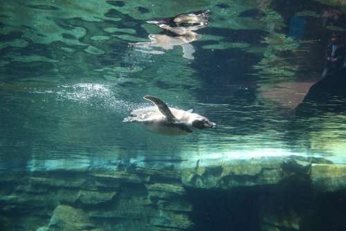 Penguin Water Zoo Animal Nature Diving Underwater