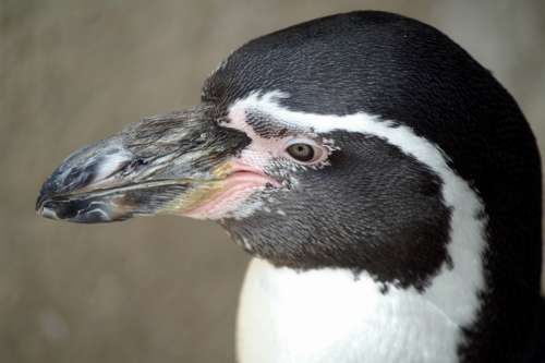 Penguin Humboldt Penguin Animal Bird Penguins