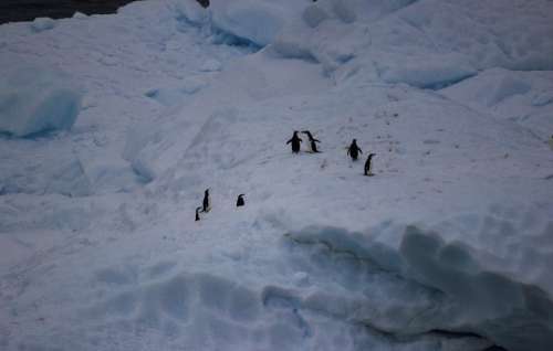Penguins Antarctica Penguin Animals Bird Cold