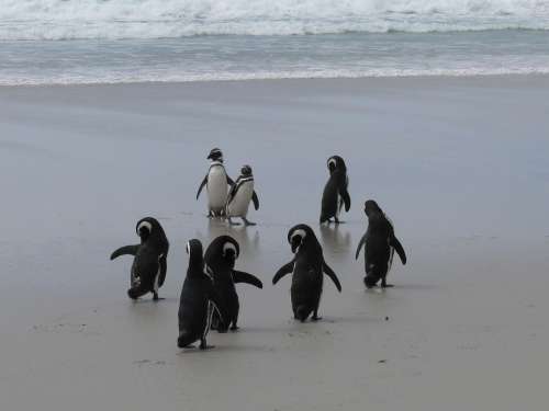 Penguins Antarctica Southern Ocean Beach