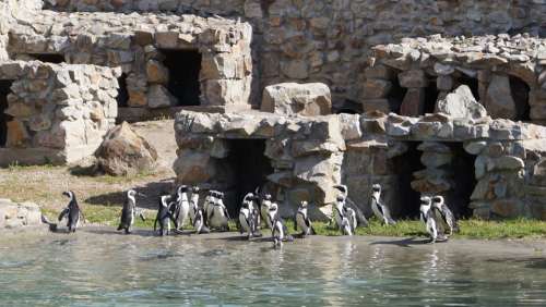 Penguins Catwalk Zoo Animals Zoological Garden