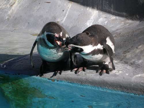 Penguins Animals Water Birds Swim