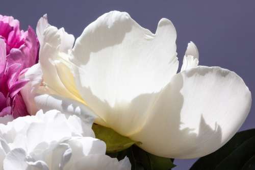 Pentecost Bouquet Peony Flower Nature Flora