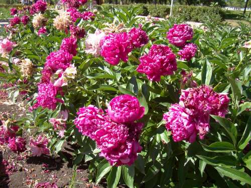 Peonies Red Flower Bed Summer Sun Bright