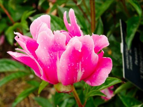 Peony Pink White Pink-White Pastel Beautiful