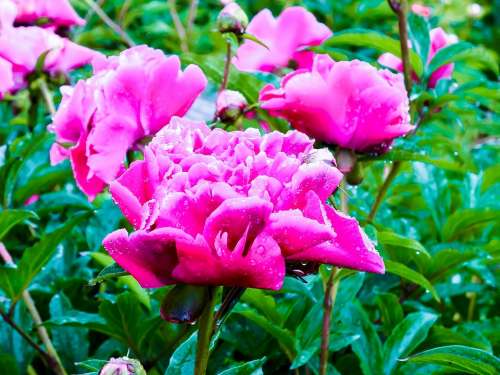 Peony Pink Pink Peony Spring Flower Flower Bud