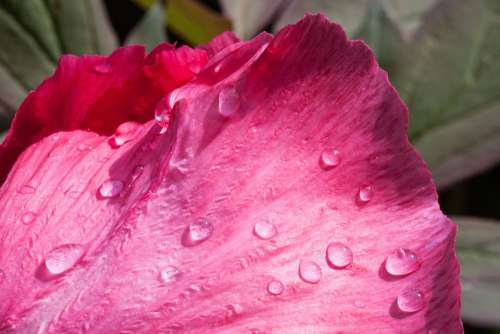 Peony Flower Nature Flora Spring Blossom Bloom