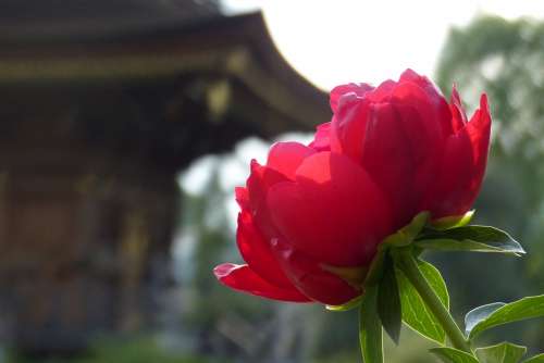 Peony Flowers Spring Temple Travel Religion