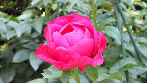 Peony Pink Flowers Spring