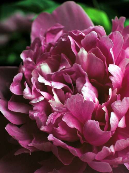 Peony Flower Pink Flower