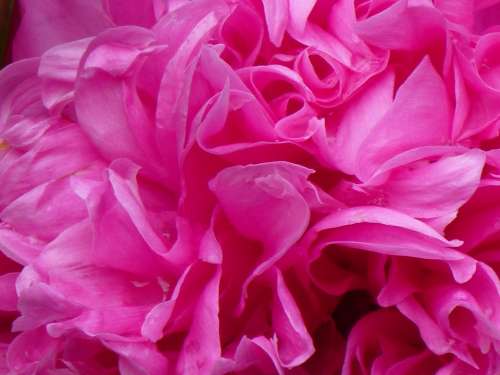 Peony Rose Pink Flower Blossom Bloom Green