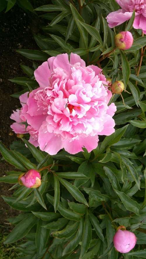 Peony Double Flower Pink Garden Blossom Bloom Bud