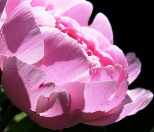 Peony Pentecost Patonie Pink Flower Blossom Bloom