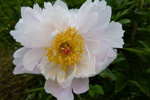 Peony White Stamens Blossom Bloom Flower Beauty