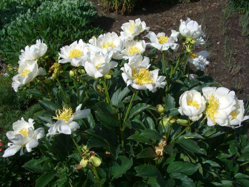 Peony Rose Blossom Bloom White Garden Flower