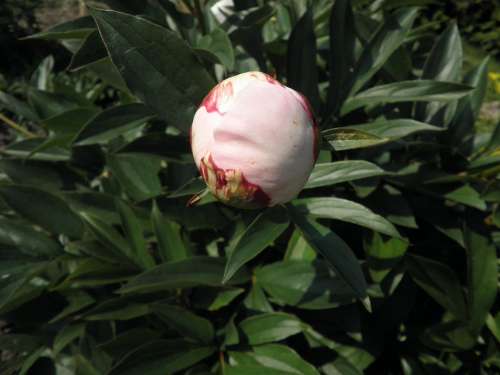Peony Bud Pink Blossom Bloom Flower Garden