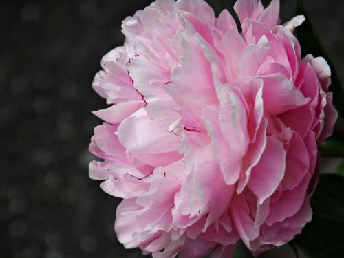 Peony Flower Flora Blossom Bloom Plant Garden