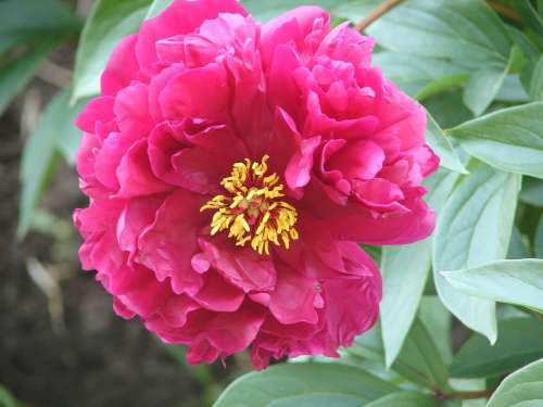 Peony Blossom Bloom Flower Nature Double Flower