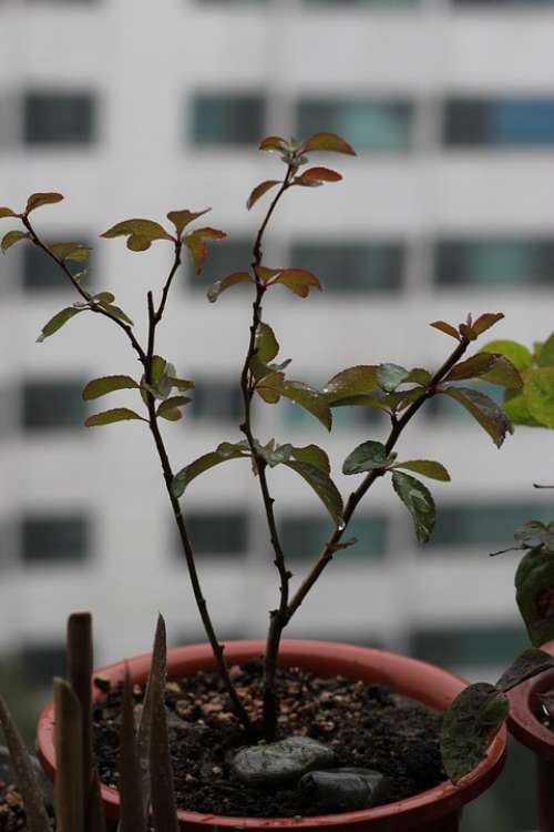 People Tree Potted Plant Flower Plants Apartments