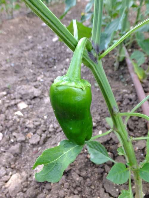 Pepper Capsicum Green Food Eat Peppers Vegetale