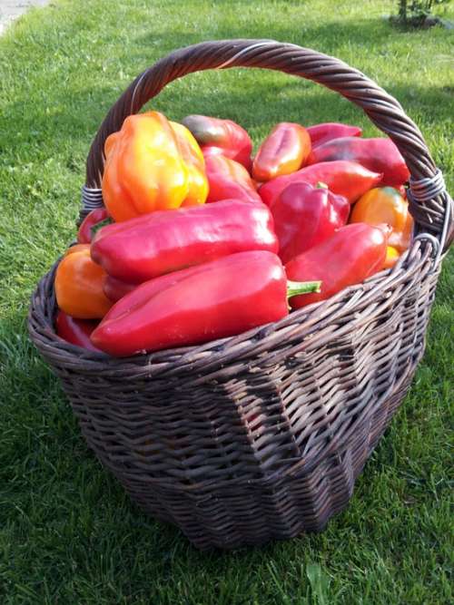 Pepper Vegetable Garden Basket Harvest Red Pepper