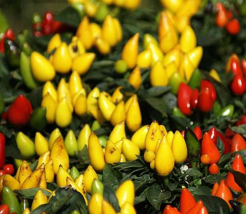 Peppers Paprika Fruit Fruiting A Collection Of