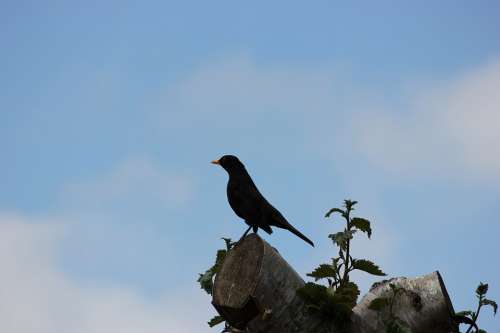 Perch Perched Tree Bird Blackbird Crow Raven