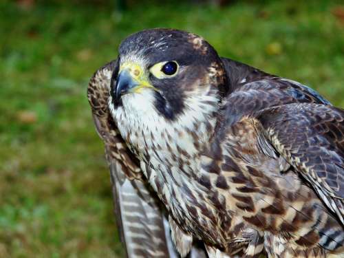 Peregrine Falcon Animal Birds Falknerrei