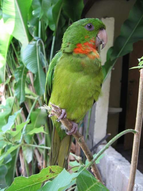 Perico Green Parrot Copan