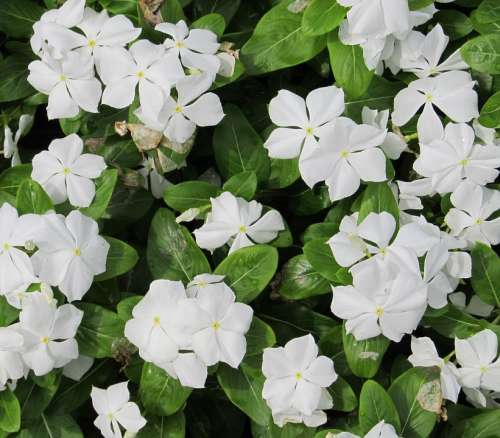 Periwinkle Flowers Vinca Minor White Green Hardy
