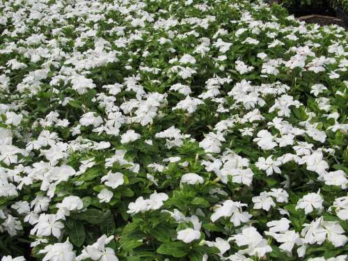 Periwinkle Mass Planting White Plant Green