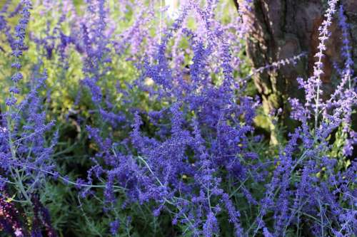 Perovskia Perennial Blue Butterfly Lovers