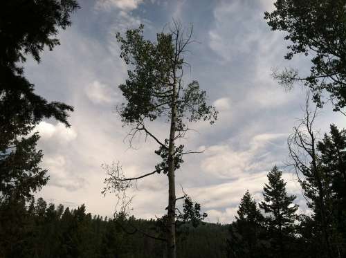 Perseverance Trees Reflection Solitude Light Sky