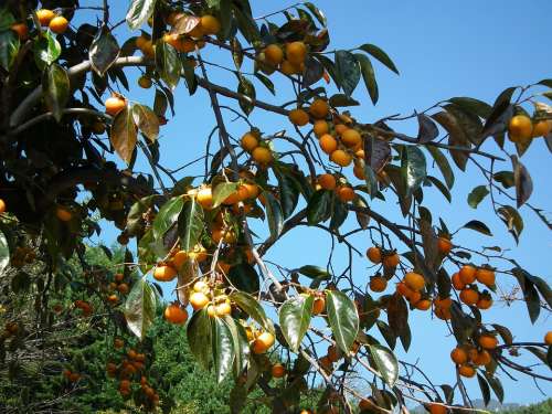 Persimmon Fruit Autumn