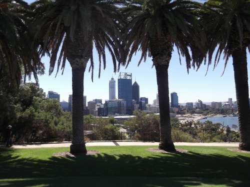 Perth City Trees Australia Park Landscape