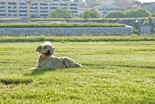 Pet Dog Happy Funny Friend Grass