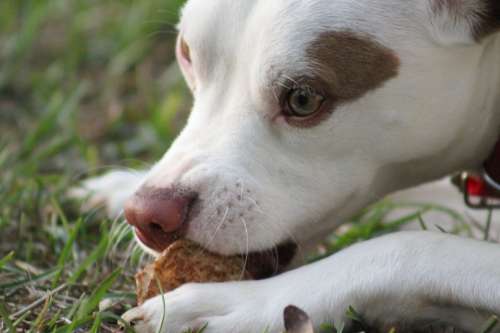 Pet Dog Puppy Animal Face Cute Paw Eating