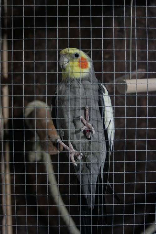 Pet Bird Cage Parakeet Cockatiel