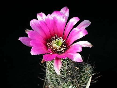 Petailed Plant Cactus Flowers Plants Flora