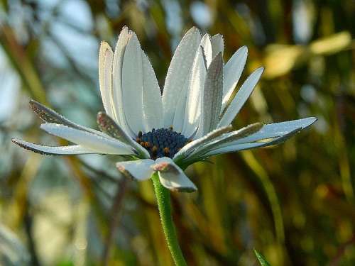 Petals Flowers Drops Dew Water Landscapes Nature