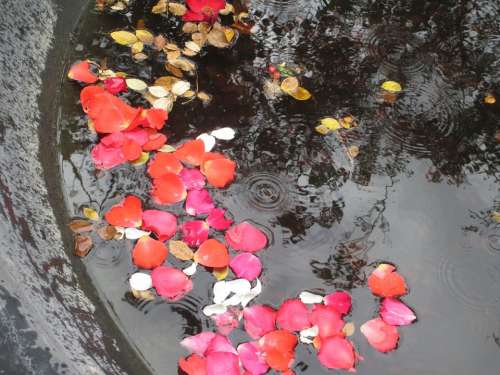 Petals Pond Raindrops Roses Gardens