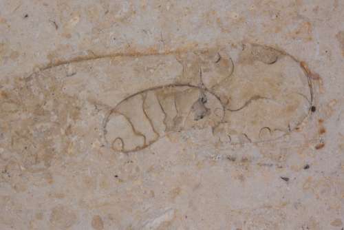 Petrification Fossil Beast Fossil