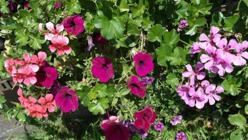 Petunia Geranium Summer Flowers Balcony Plants