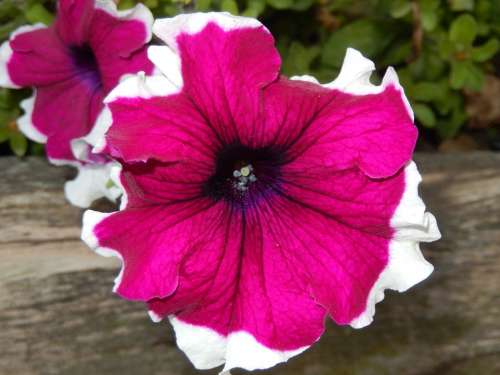 Petunia Flowers Nature