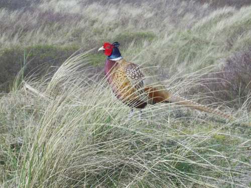 Pheasant Bird Grass