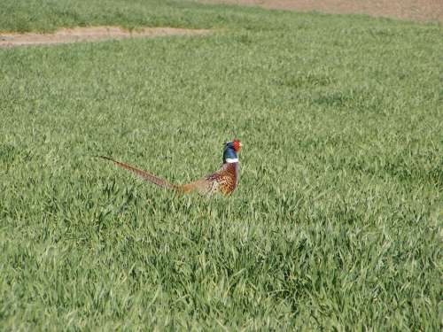 Pheasant Field Green Grass Grass