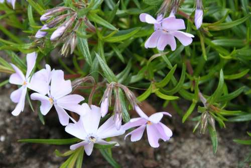 Phlox Crawl Plant Rockplant Garden Perennial