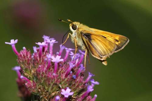 Phlox Garden Comma Hesperia Butterfly Skipper